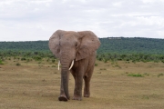 06 - Addo Elephant NP (14)
